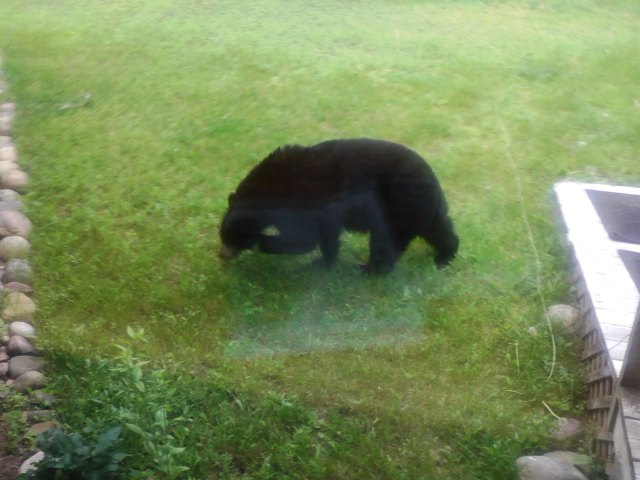 That day the bear came nearly to the front door...